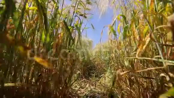 麦田从地面看小麦和黑麦小穗的根和叶黑麦和小麦之间的路径视频的预览图