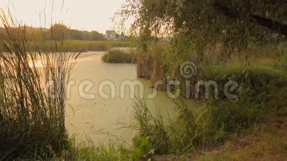 长满芦苇的美丽池塘日落在水面反射安宁场景视频的预览图