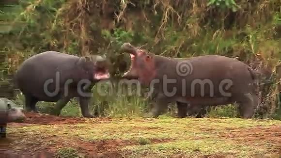 河马河马两栖动物张开嘴的成虫肯尼亚的马赛马拉公园视频的预览图