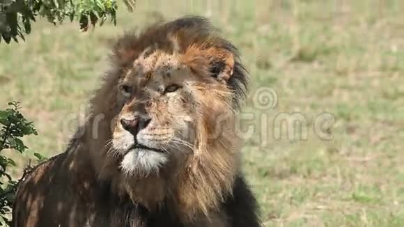 非洲狮子美洲狮狮子雄性舔它的鼻子马赛马拉公园在肯尼亚视频的预览图