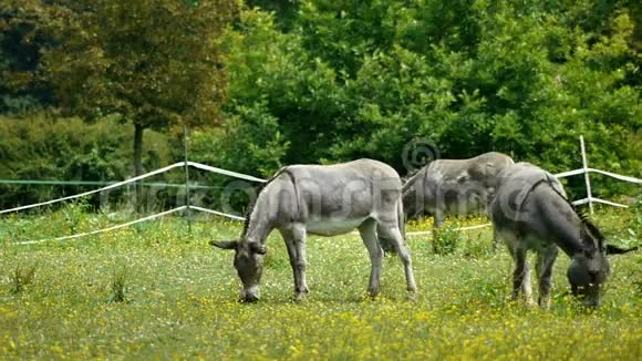 在法国农村的驴子视频的预览图