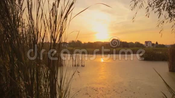 美丽的池塘和落日的剪影视频的预览图