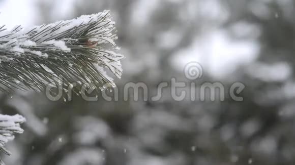 落在松枝上的雪落在松枝上的雪花圣诞节背景新年视频的预览图
