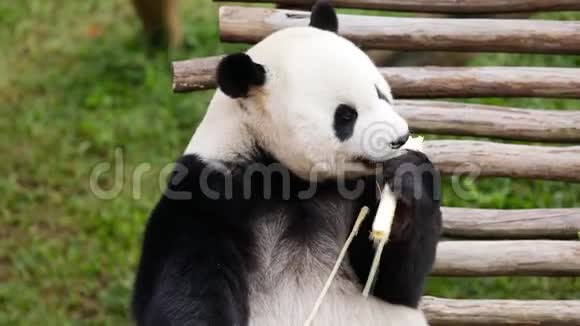 熊猫在动物园欣赏竹茎视频的预览图