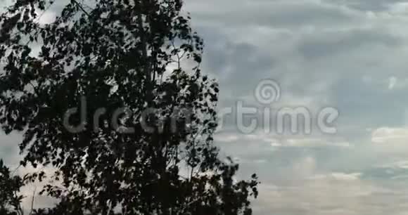 剪影树树对着天空随风飘扬的树叶视频的预览图