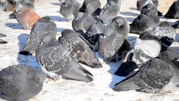 许多灰鸽子坐在地上晒太阳视频的预览图