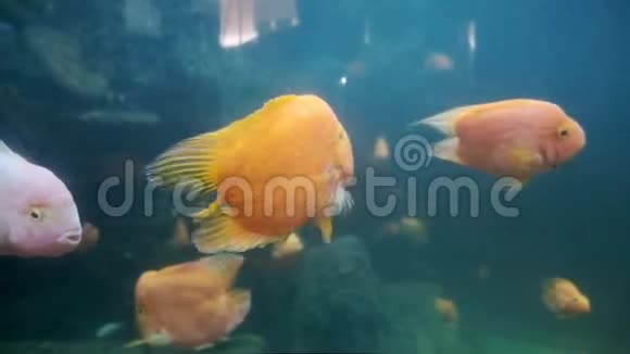 鱼缸在海洋馆的水族馆里游泳的危险鱼五颜六色的鱼缸装满了石头海藻视频的预览图