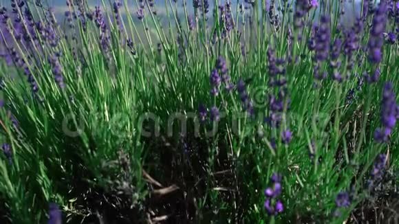 关闭倾斜拍摄的薰衣草花克里米亚的薰衣草草花在日出时随风摇曳视频的预览图