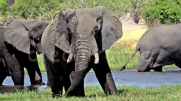 非洲象非洲象在Khwai河Moremi保护区博茨瓦纳奥卡万戈三角洲吃草的成年人视频的预览图