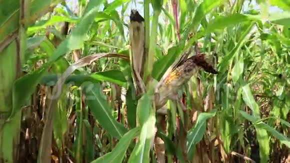 在玉米地里视频的预览图