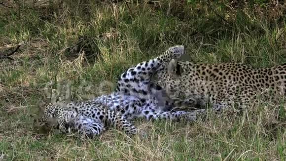 豹豹豹母舔其幼崽莫雷米保护区奥卡万戈三角洲在博茨瓦纳视频的预览图