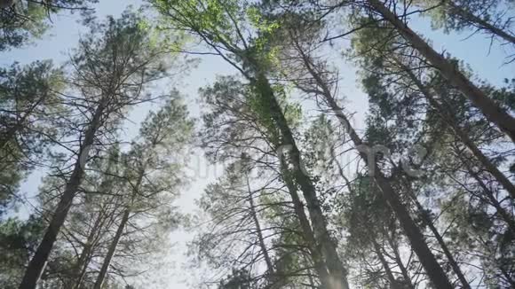 森林中的高松树顶天立地视频的预览图