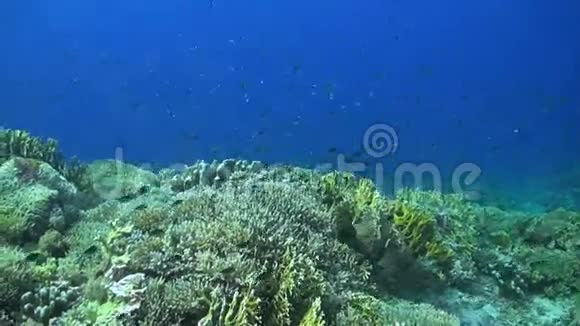 鳗鱼在珊瑚礁上游泳视频的预览图