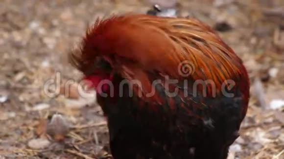 五颜六色的鸡肉视频的预览图