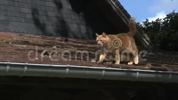 在诺曼底屋顶行走的红塔比家猫视频的预览图