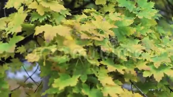 秋天公园里有叶子的女孩视频的预览图