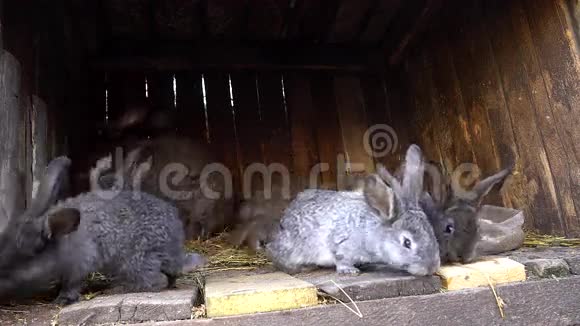 家兔在笼子里兔子在嗅家庭农业视频的预览图
