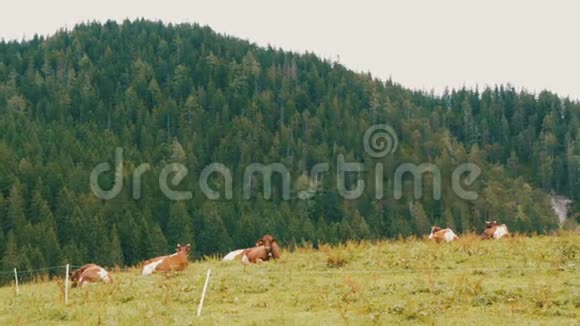 红白奶牛在山区放牧用放牧的奶牛鸟瞰乡村农业背景视频的预览图