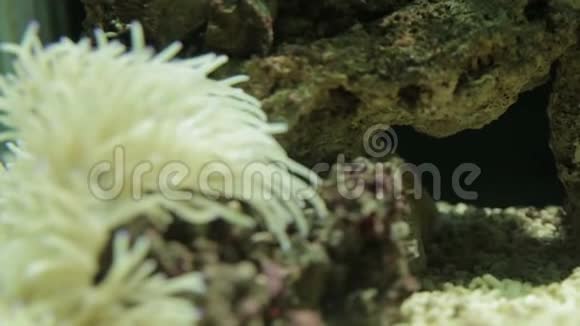 海葵在水下聚集视频的预览图