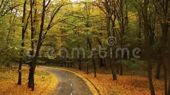 沥青路在秋林缓慢平稳的无人机飞行秋天森林里的沥青路缓慢平稳的无人机飞行视频的预览图