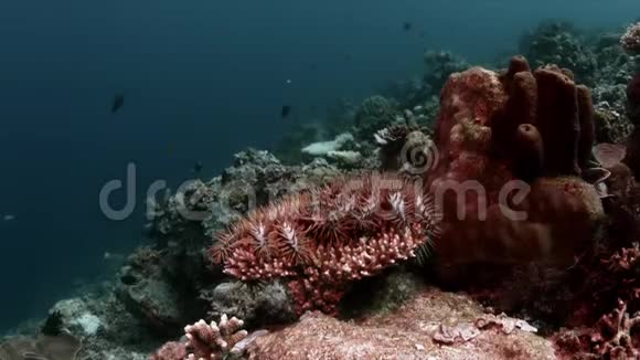 珊瑚礁上的刺冠海星4k视频的预览图