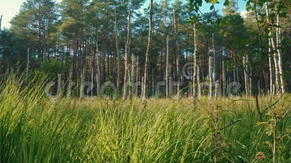 森林中清新的绿草和树木的景色视频的预览图