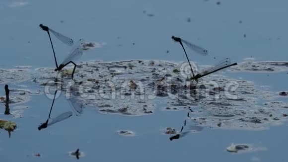 蜻蜓在湖边产卵视频的预览图