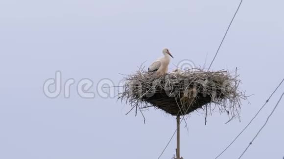 鹳鸟一家正坐在天空背景的高压电线支柱上的巢里视频的预览图