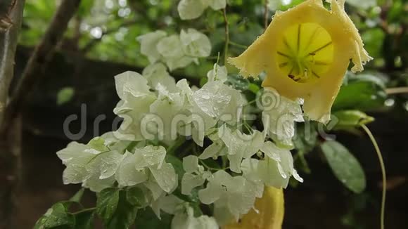 热带雨后白色和黄色的热带花卉视频的预览图
