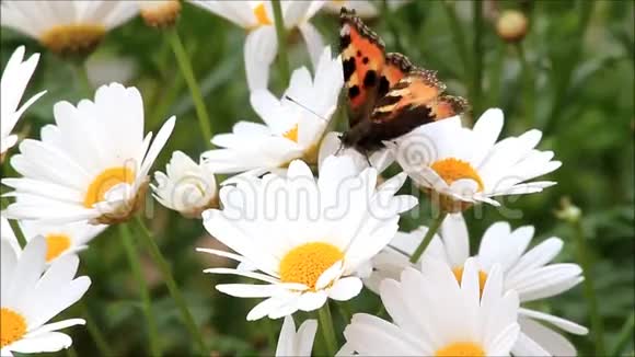 玛格丽特花上的蝴蝶视频的预览图