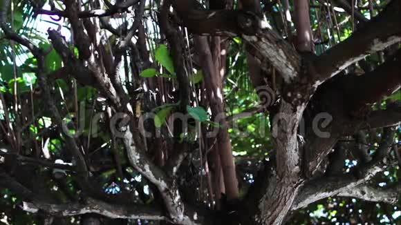 热带树木的树冠有明亮的下午阳光和光线印度尼西亚巴厘岛视频的预览图