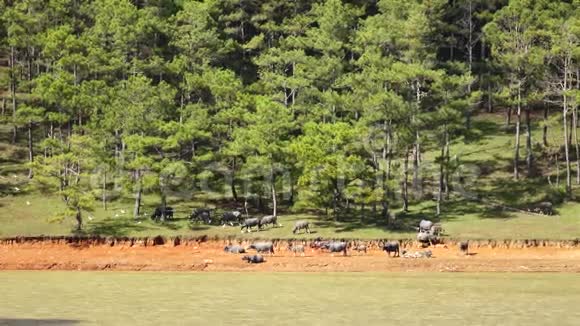 越南大拉特市兰比昂山附近饲养野猪视频的预览图