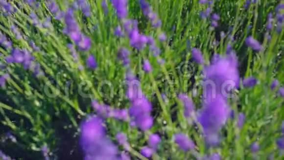 关闭倾斜拍摄的薰衣草花薰衣草领域的背景在软焦点草花在摇曳视频的预览图
