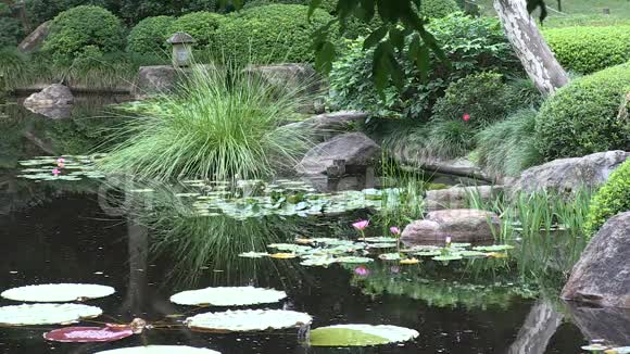 澳大利亚一个风景优美的日本花园的池塘里的亚马逊水百合和较小的睡莲视频的预览图