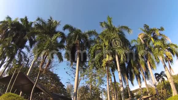 绿色城市公园蓝天透过棕榈叶棕榈树人们坐在草地上操作摄像机视频的预览图