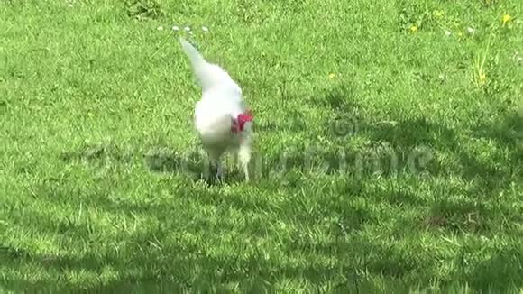 草地上的小鸡英译汉视频的预览图