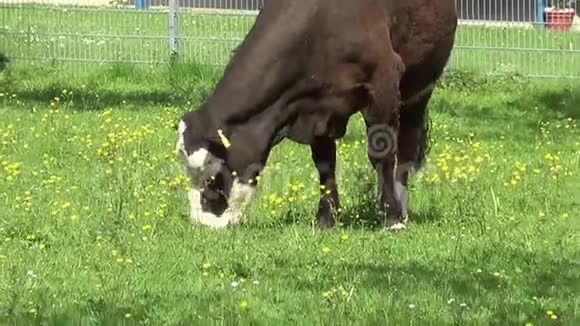 奶牛和小牛在草地上放牧自由奔跑视频的预览图