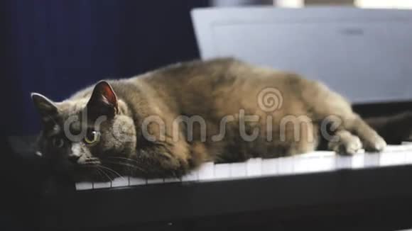 英国蓝猫躺在家中镜头前视频的预览图