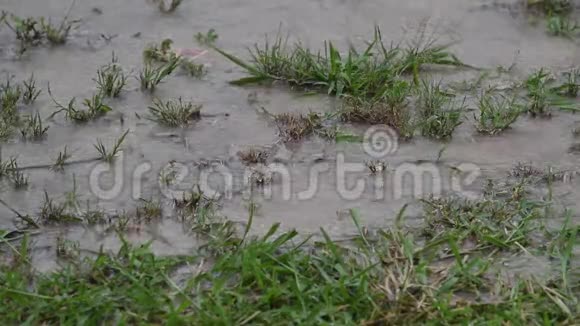 大雨倾盆在泥泞的草地上视频的预览图