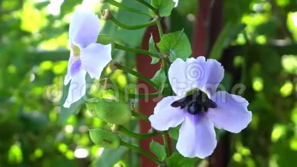 大黑木匠蜜蜂从蓝色的孟加拉喇叭花中采集甜蜜视频的预览图