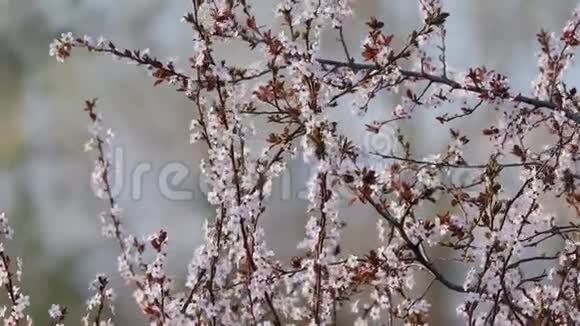春天的树盛开视频的预览图