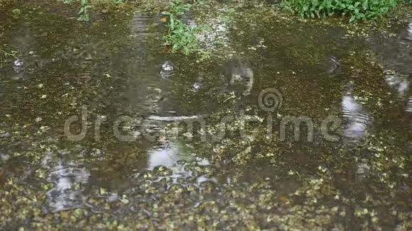 雨水滴在水坑里慢动作视频的预览图