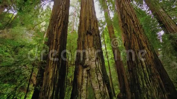 红杉林卡佛尼亚的大树视频的预览图