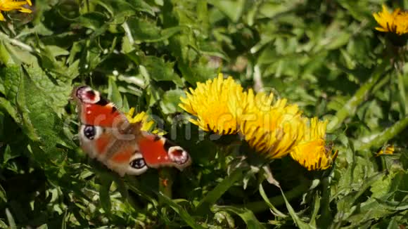 美丽的孔雀蝶从秋茄中采蜜视频的预览图