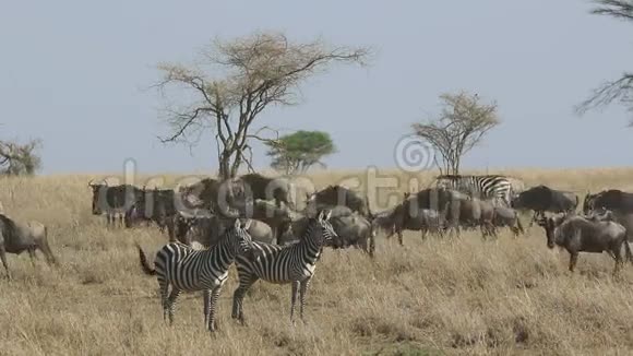 两只斑马站在一片干草中背景是塞伦盖蒂旱季迁徙的角马流视频的预览图