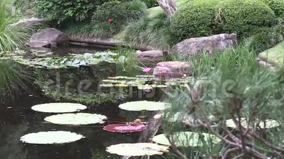 在澳大利亚一个风景优美的日本花园的池塘里向睡莲放大视频的预览图