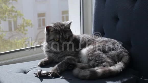 英国猫在窗台上玩老鼠玩具视频的预览图