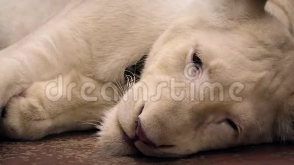 宠物白狮在地板上休息视频的预览图