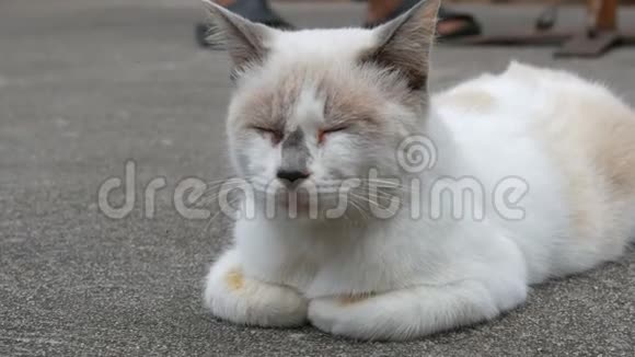 不寻常的彩色白猫睡在街道近景上视频的预览图