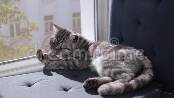 窗台上有老鼠玩具的英国猫视频的预览图